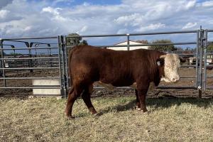Case Ranch Sale Bull 1213