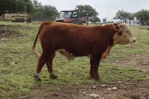 Case Ranch Sale Bull lot 5:  1015
