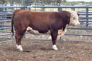 Case Ranch Sale Bull 1229