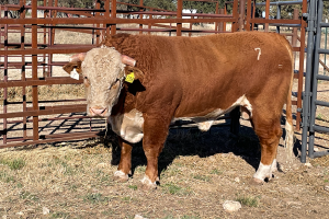 Case Ranch Sale Bull 1204