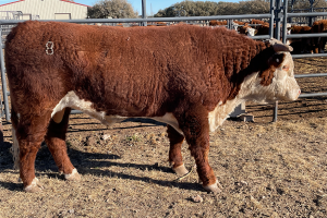 Case Ranch Sale Bull 1165