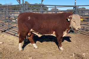 Case Ranch Sale Bull 1234