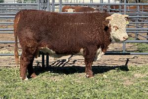 Case Ranch sale bull 1341