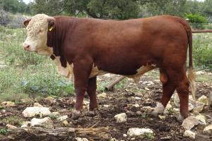 Case Ranch Sale bull 1067