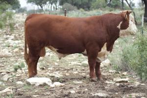 Case Ranch Sale Bull 2021 Lot 10