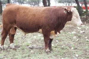 Case Ranch Sale Bull 2021 Lot 11