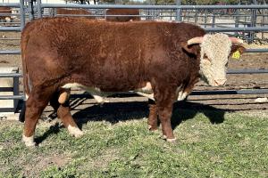 Case Ranch Sale Bull 1372