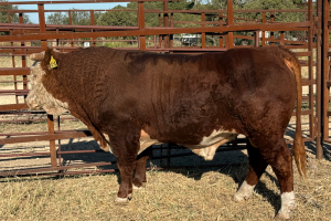 Case Ranch Sale Bull