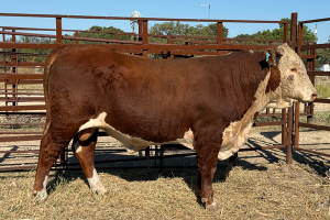Case Ranch Sale Bull