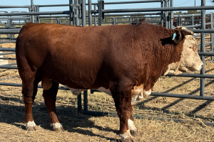 Case Ranch Sale Bull