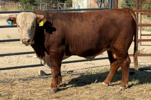 Case Ranch Sale Bull