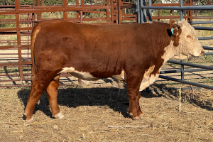 Case Ranch Sale Bull 