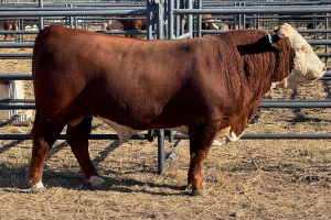 Case Ranch Sale Bull
