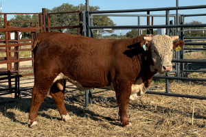 Case Ranch Sale Bull