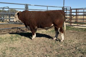 Case Ranch Sale Bull