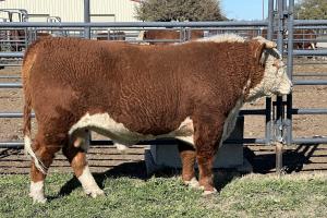 Case Ranch Sale bull 1302