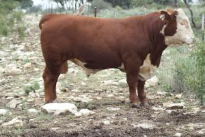Case Ranch Sale Bull 1019