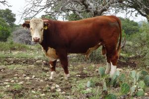 Case Ranch Sale Bull 2021 Lot 58