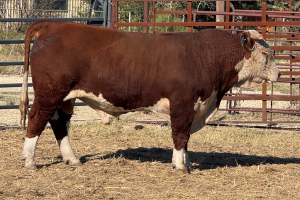 Case Ranch Sale Bull