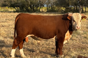 Case Ranch sale bull