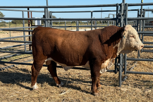 Case Ranch Sale Bull