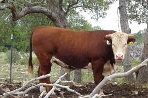 Case Ranch Sale Bull 2021 Lot 23