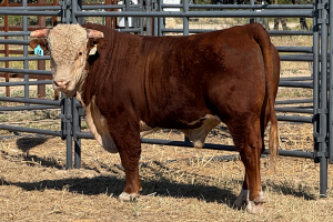Case Ranch Sale Bull 