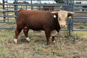 Case Ranch Sale Bull 1549