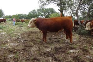 Case Ranch Sale Bull 2021 Lot 29