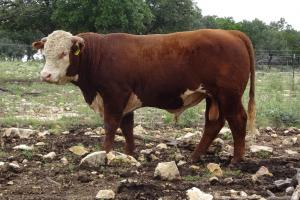 Case Ranch Sale Bull 1036