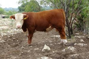 Case Ranch Sale Bull 2021 Lot 30