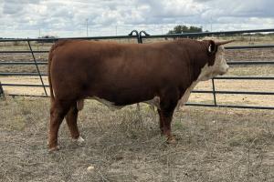 Case Ranch Sale Bull 1542