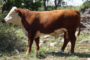 Case Ranch Sale Bull 2021 Lot 66