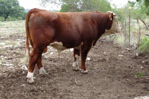 Case Ranch sale Bull 2021 Lot 67