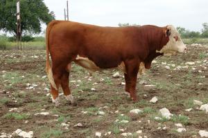 Case Ranch Sale Bull 2021 Lot 70
