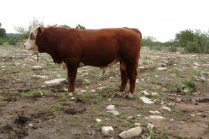 Case Ranch Sale Bull 2021 Lot 38