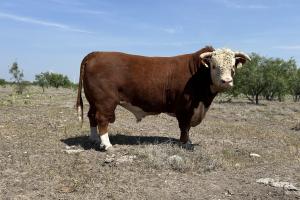 Case Ranch Herd Sire CR SENSATION POCA 1021