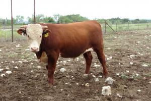 Case Ranch sale Bull 2021 Lot 41