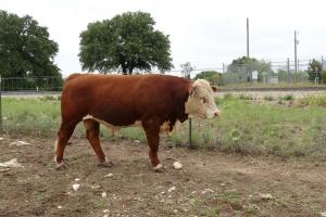 Case ranch sale Bull 2021 Lot 74