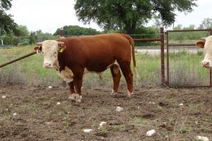 Case ranch sale Bull 2021 Lot 75