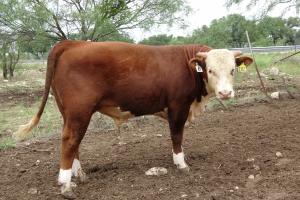 Case Ranch Sale Bull 2021 Lot 49