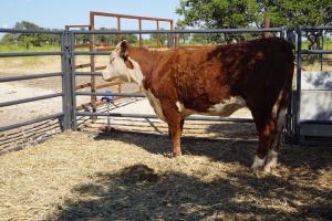 case Ranch bred heifer 0761