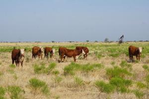 Case Beeville Sale Heifer 881