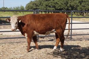 Case Ranch bred heifer 0772