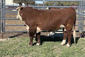 Case Ranch Sale Bull 1336