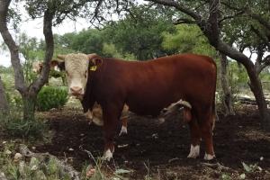 2021 Case Ranch sale bull lot 7