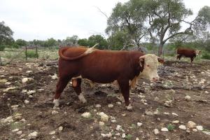 Case Ranch Sale Bull 2021 Lot 8