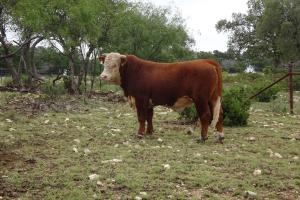 Case Ranch Sale Bull 2021 Lot 9