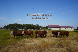 Case Ranch Sale Bull 1479