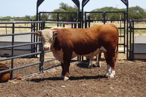 Case Ranch Sale Bull 927